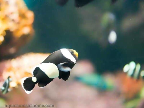 black percula clownfish