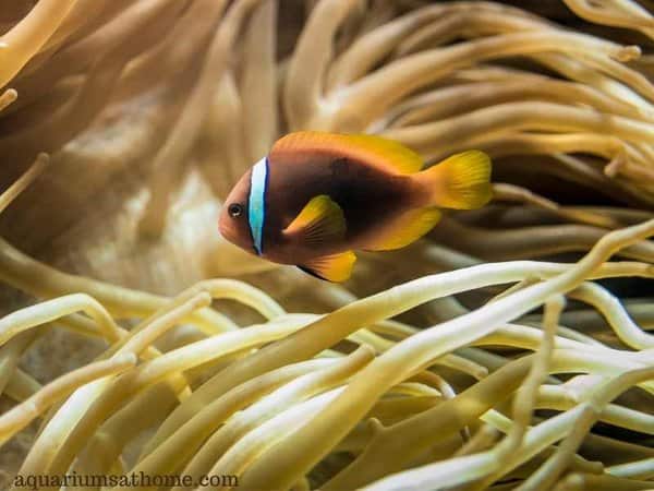 tomato clownfish by an anemone