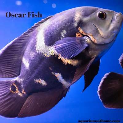 Close-up of an Oscar Fish