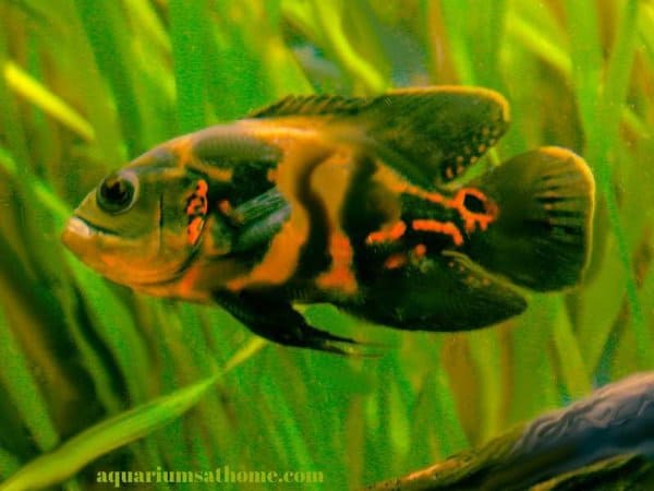 lone Oscar fish