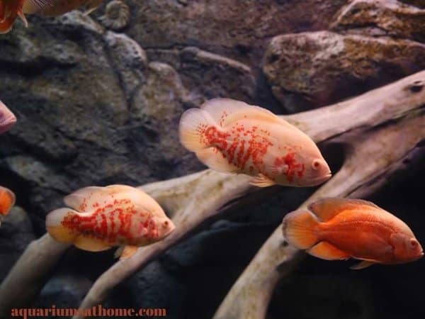 lightly colored Oscar fish