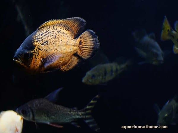 Oscar fish in a community tank
