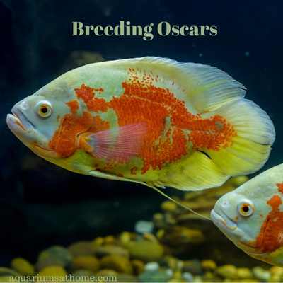 breeding oscar fish