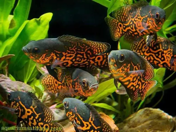 school of tiger oscar fish