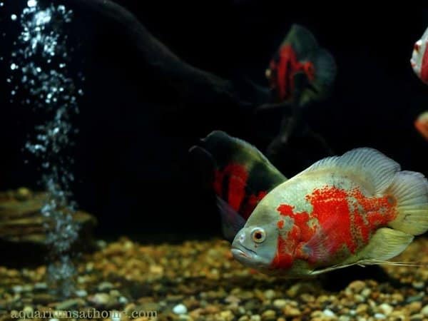aerated cichlid fish tank showing an oscar fish