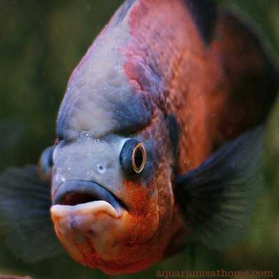 close up of an Cichlid Oscar fish