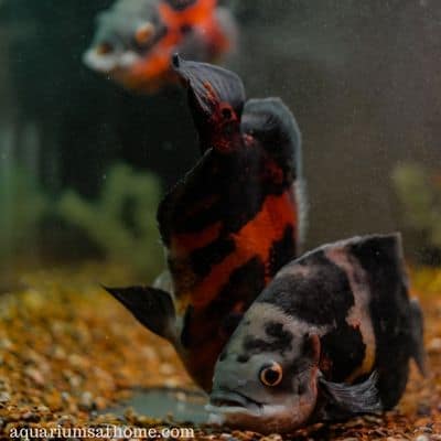oscars in fish tank