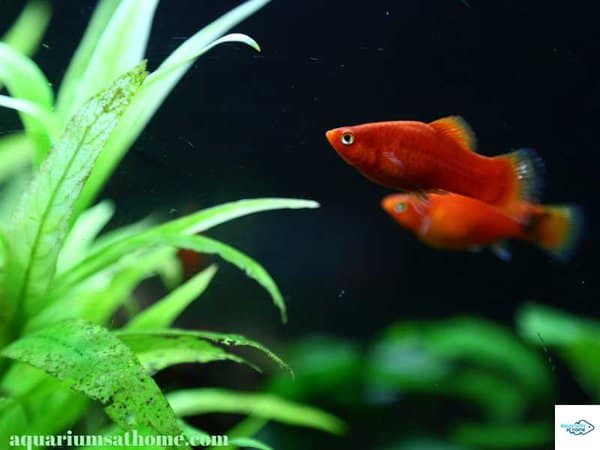 Red Platy Fish