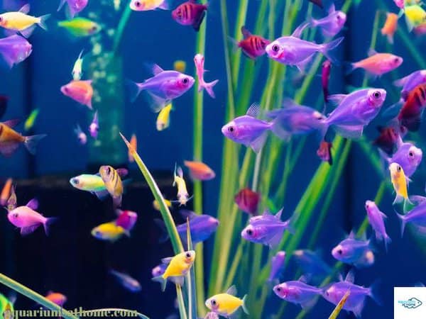 colorful glofish tank