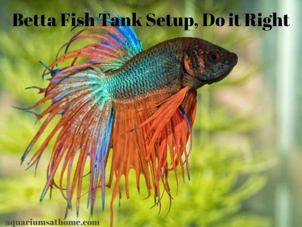 How to Set Up a Betta Fish Tank Properly