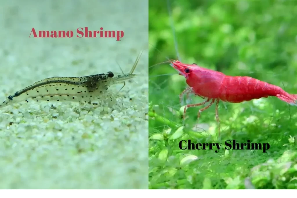 Cherries To Vampires: The Top 10 Shrimp Stars Of North American Aquariums