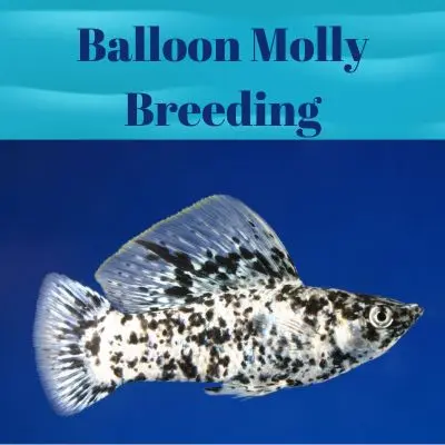 Breeding Balloon Mollies: A Guide for Aquarium Enthusiasts