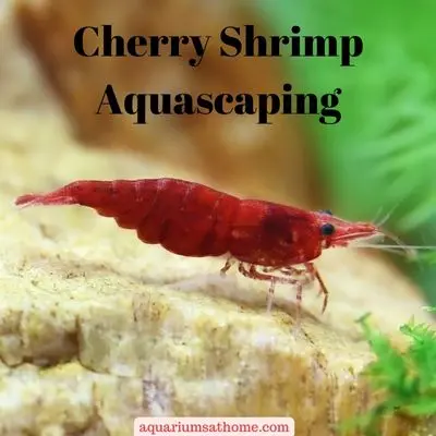 Cherry Shrimp Aquascaping: Vibrant Layouts & Techniques